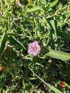 Image de Convolvulus remotus R. Br.