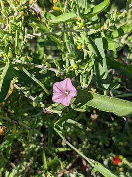 Image of Convolvulus remotus R. Br.