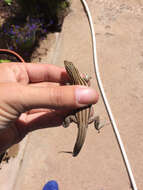 Image of Plateau Striped Whiptail