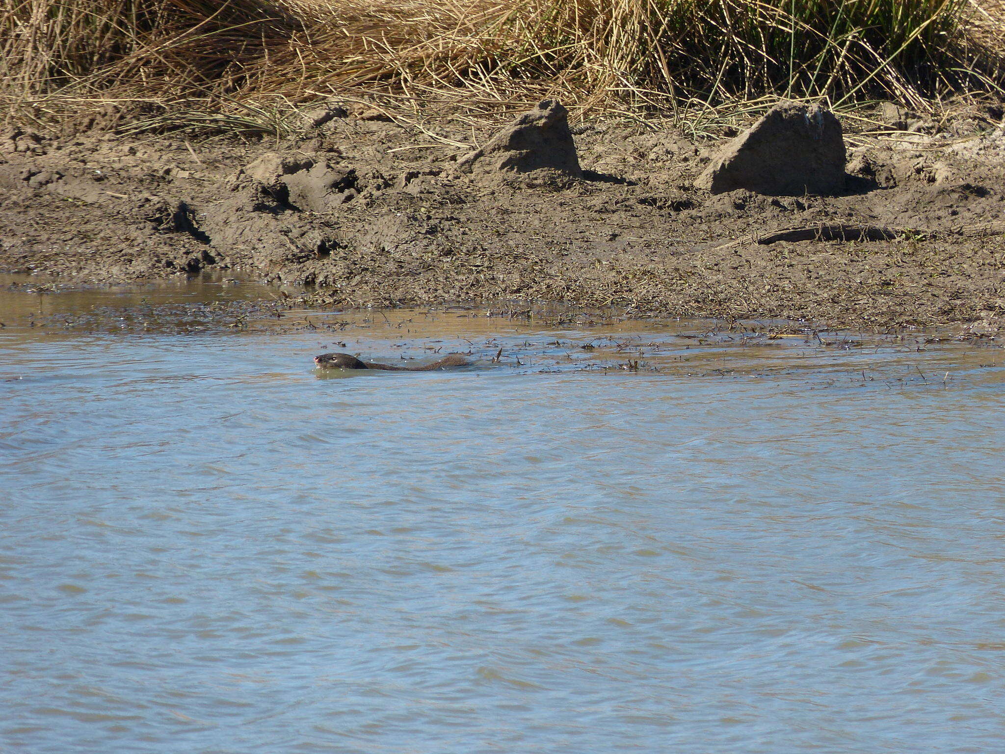 Image of Atilax paludinosus paludinosus