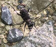 Image of Cicindela (Cicindelidia) rufiventris Dejean 1825