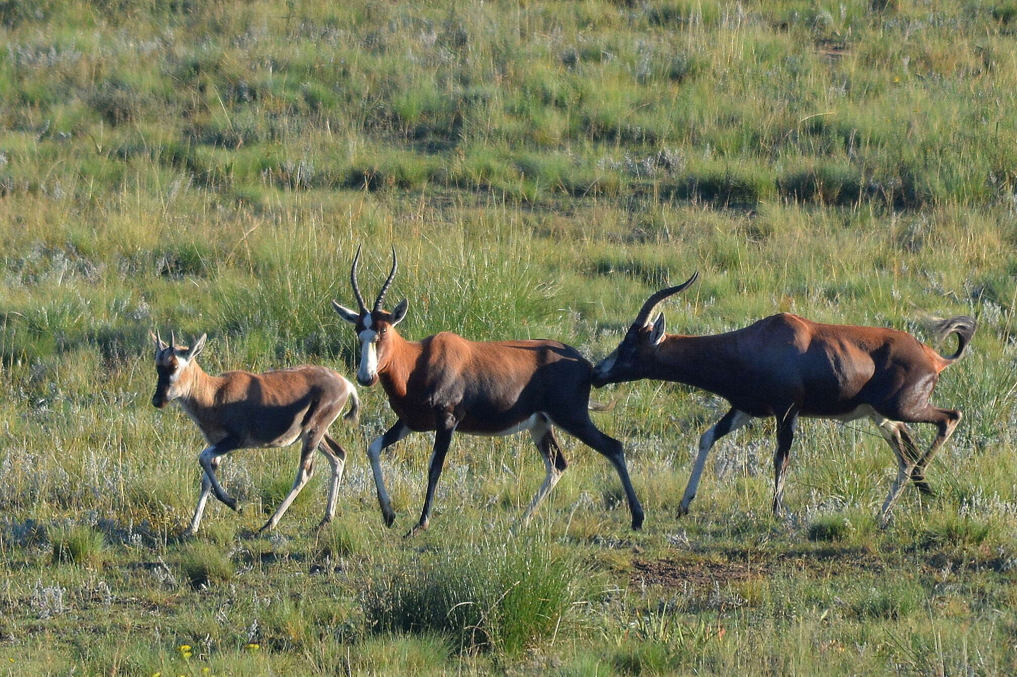 Image of Blesbok