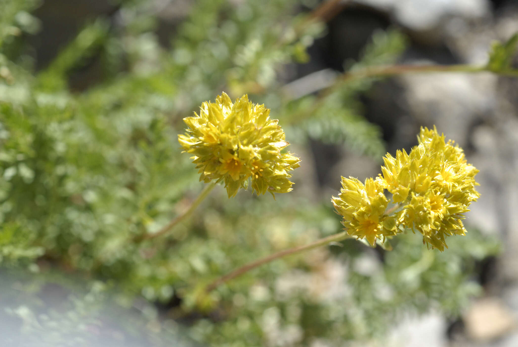 Image de Ivesia gordonii (Hook.) Torr. & Gray