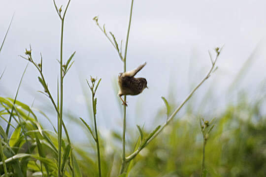 Image of Grass Wren