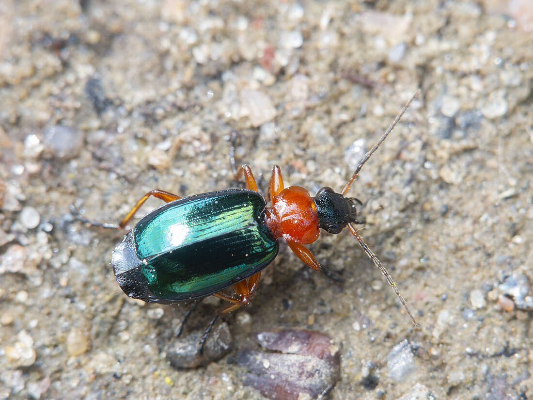 Image of Lebia (Lamprias) chlorocephala (J. J. Hoffmann 1803)