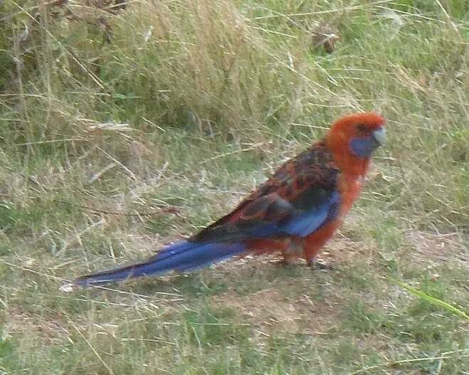 Image of Crimson Rosella