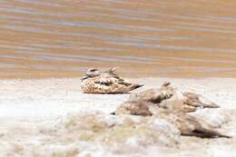 Image of Andean Crested Duck