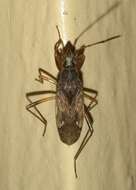 صورة Ligyrocoris litigiosus (Stal & C. 1862)