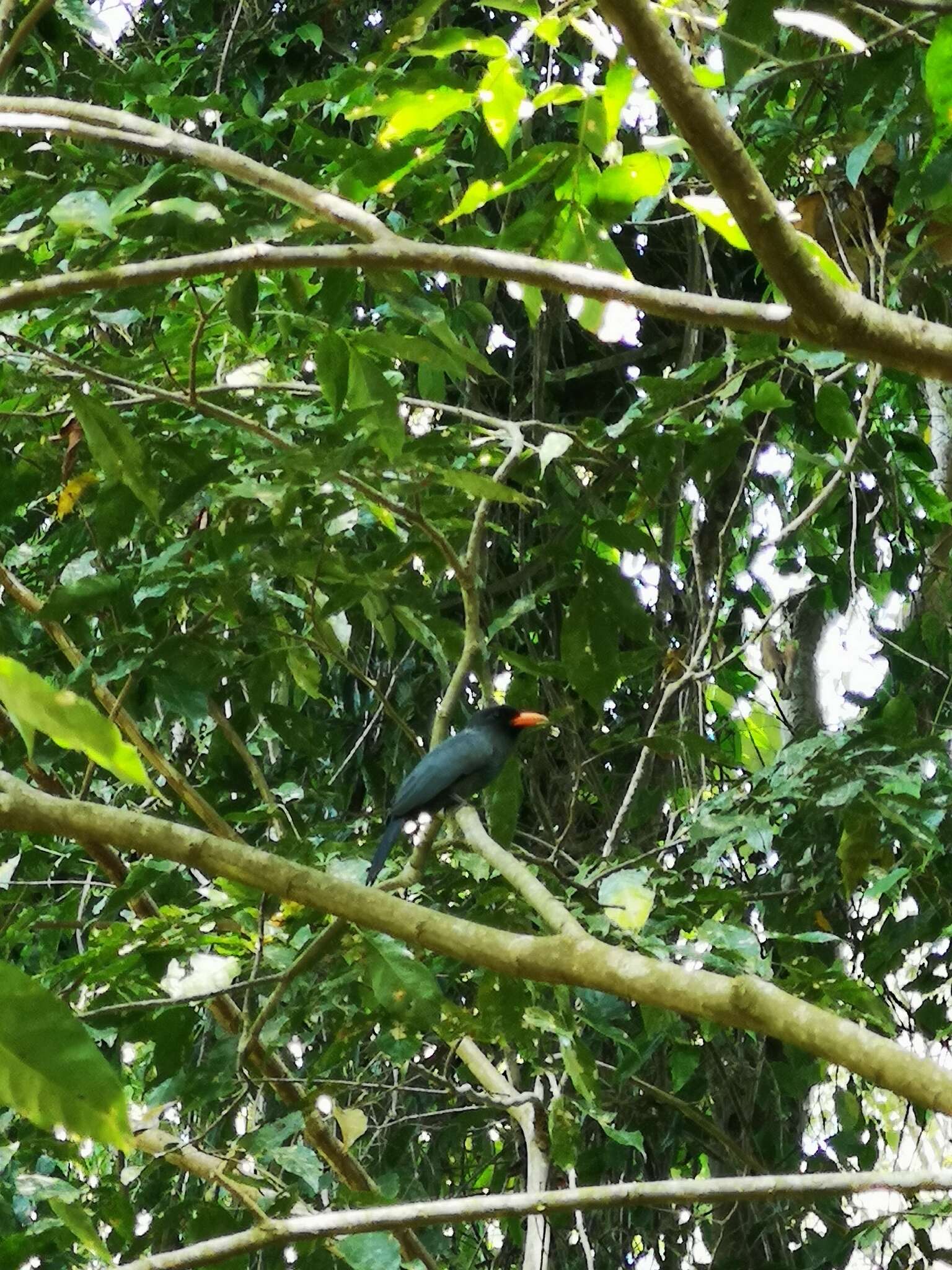 Image of Black-fronted Nunbird