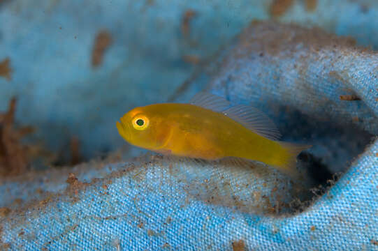 صورة Lubricogobius