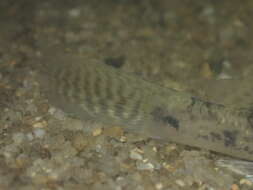 Image of Goby