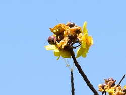 Cochlospermum religiosum (L.) Alston resmi