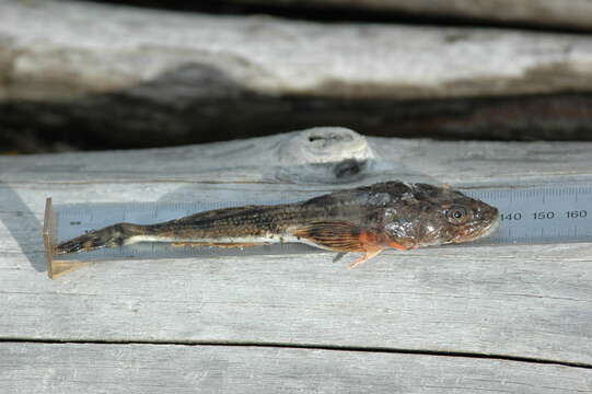 Image of Fourhorn sculpin