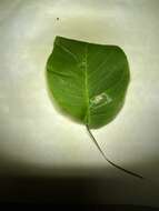 Image of walnut leaf miner