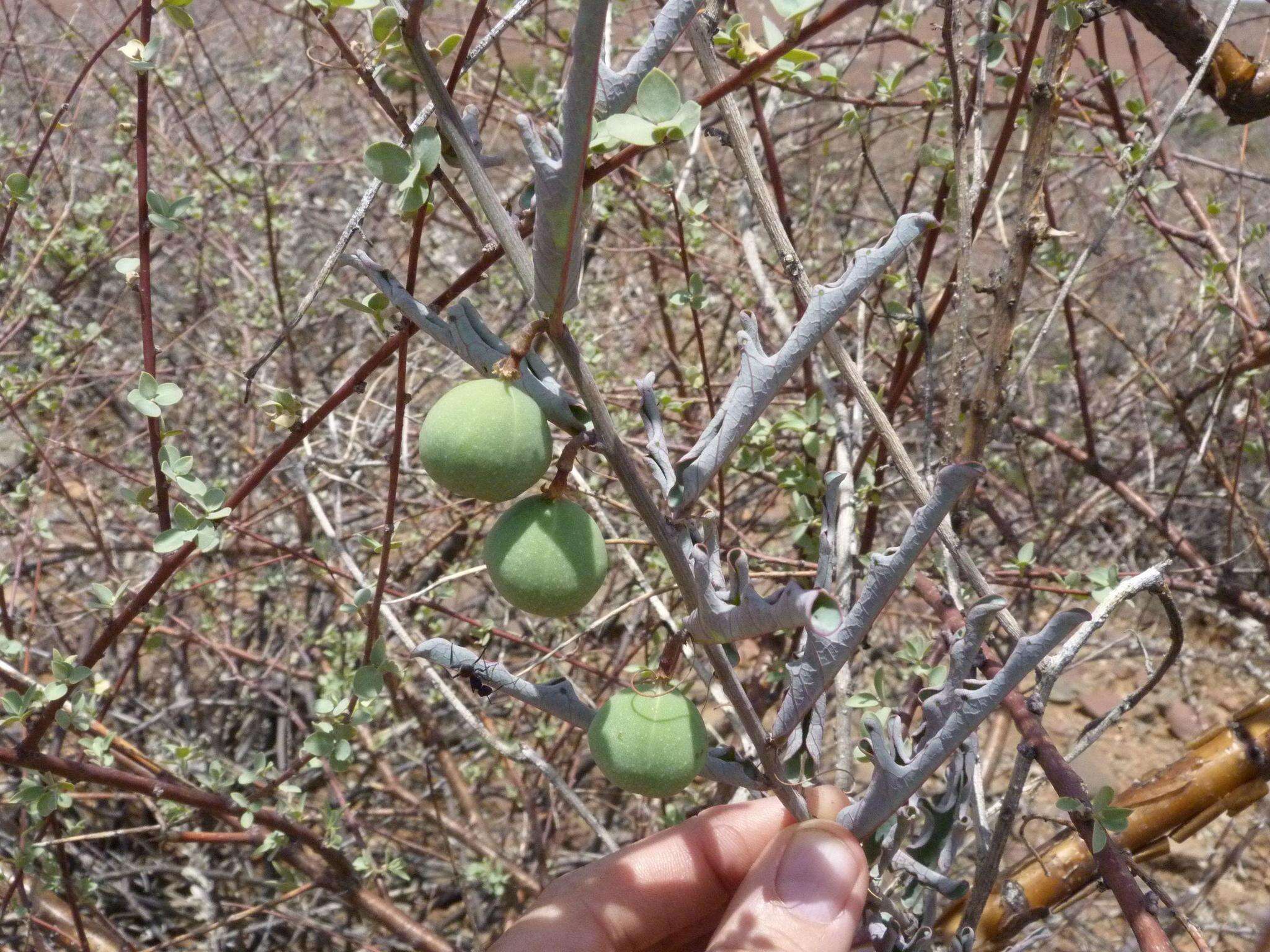 Image of Adenia repanda (Burch.) Engl.