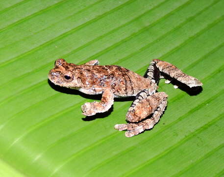 Image of Dendropsophus melanargyreus (Cope 1887)