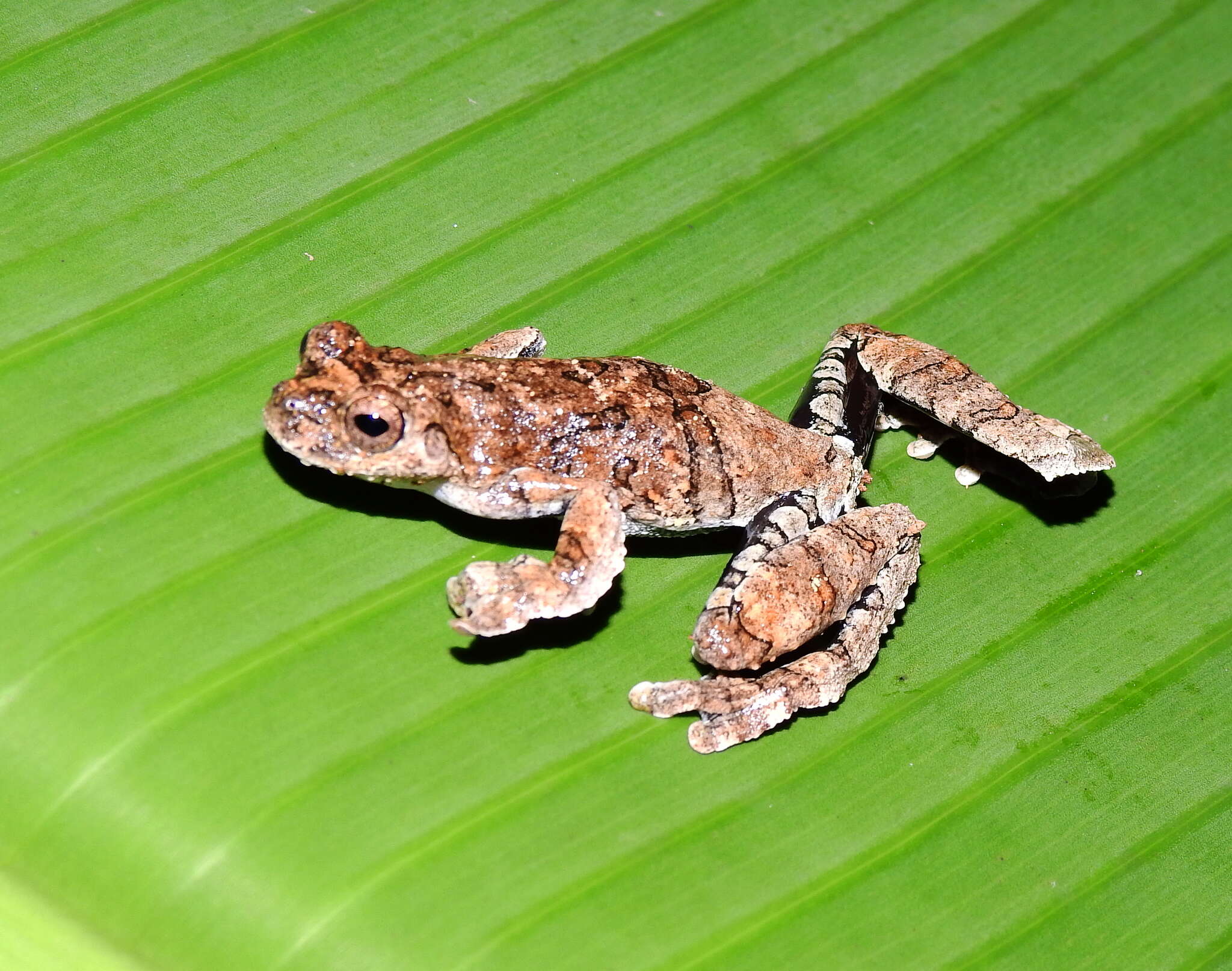 Sivun Dendropsophus melanargyreus (Cope 1887) kuva