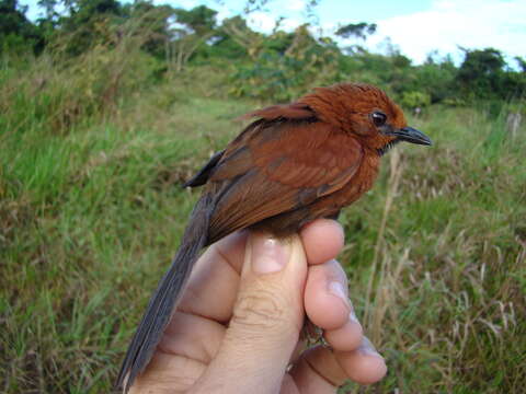 Image of Ruddy Spinetail