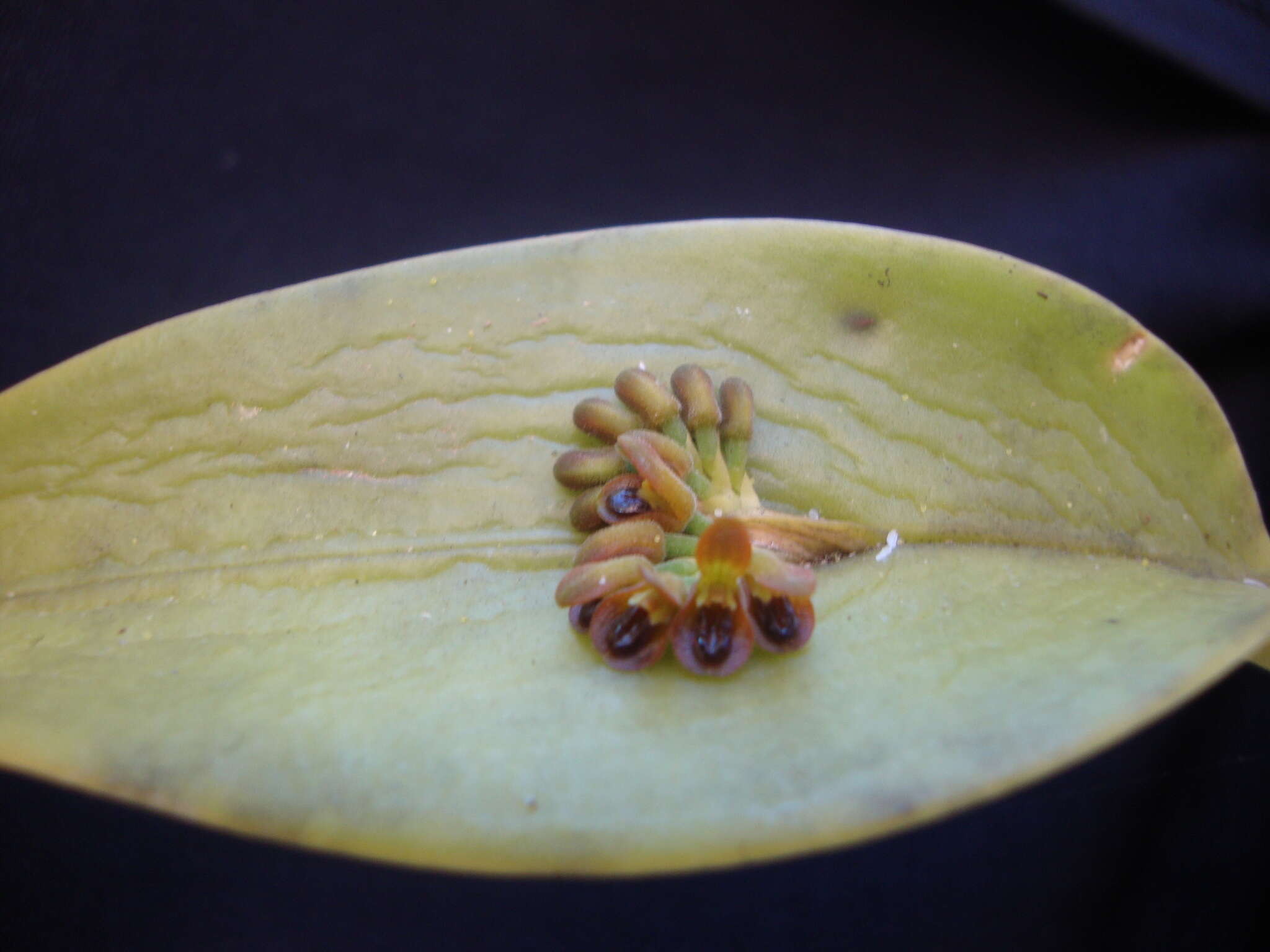 Image of Acianthera circumplexa (Lindl.) Pridgeon & M. W. Chase