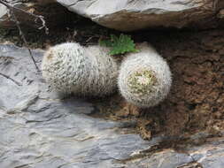 Image of Mammillaria candida Scheidw.