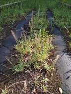 Image of stalked bur grass