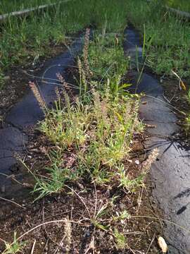 Image of stalked bur grass