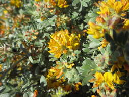 Image of <i>Acmispon argophyllus</i> var. <i>argenteus</i>