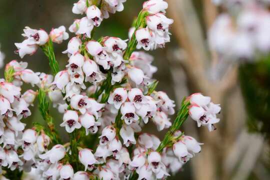 Image of Erica margaritacea