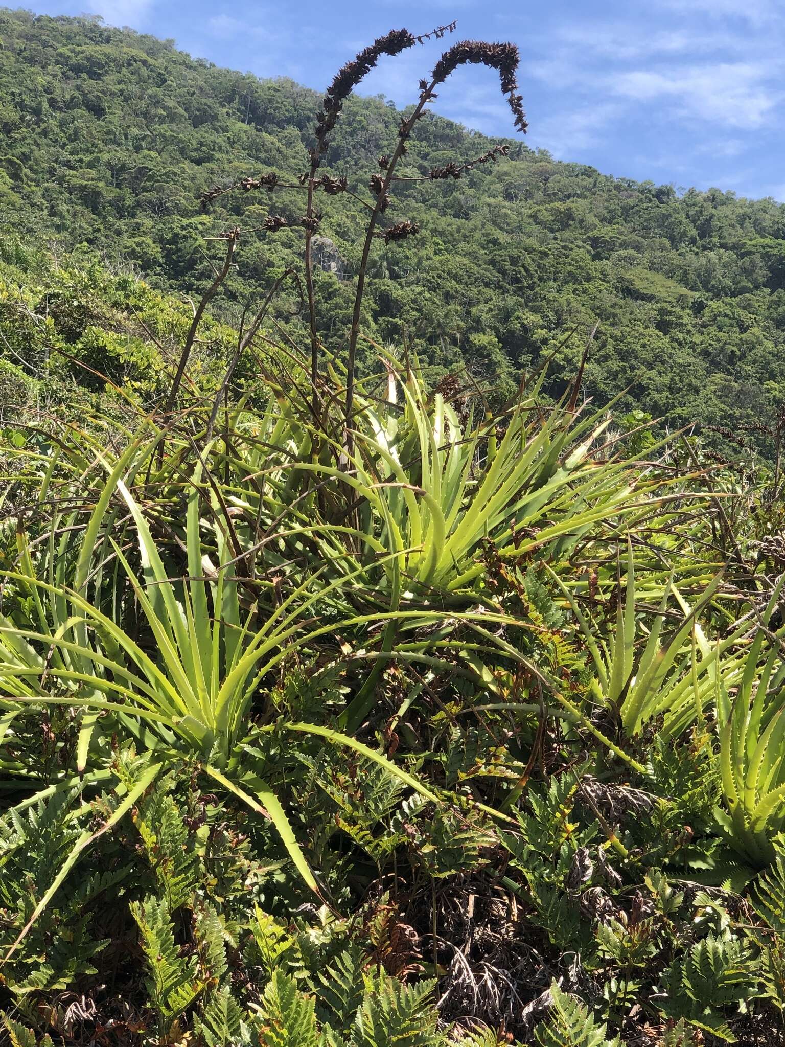 Image of Dyckia encholirioides (Gaudich.) Mez