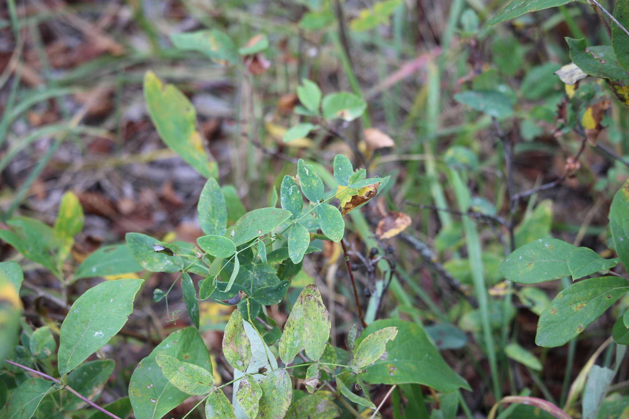 Image of cream pea