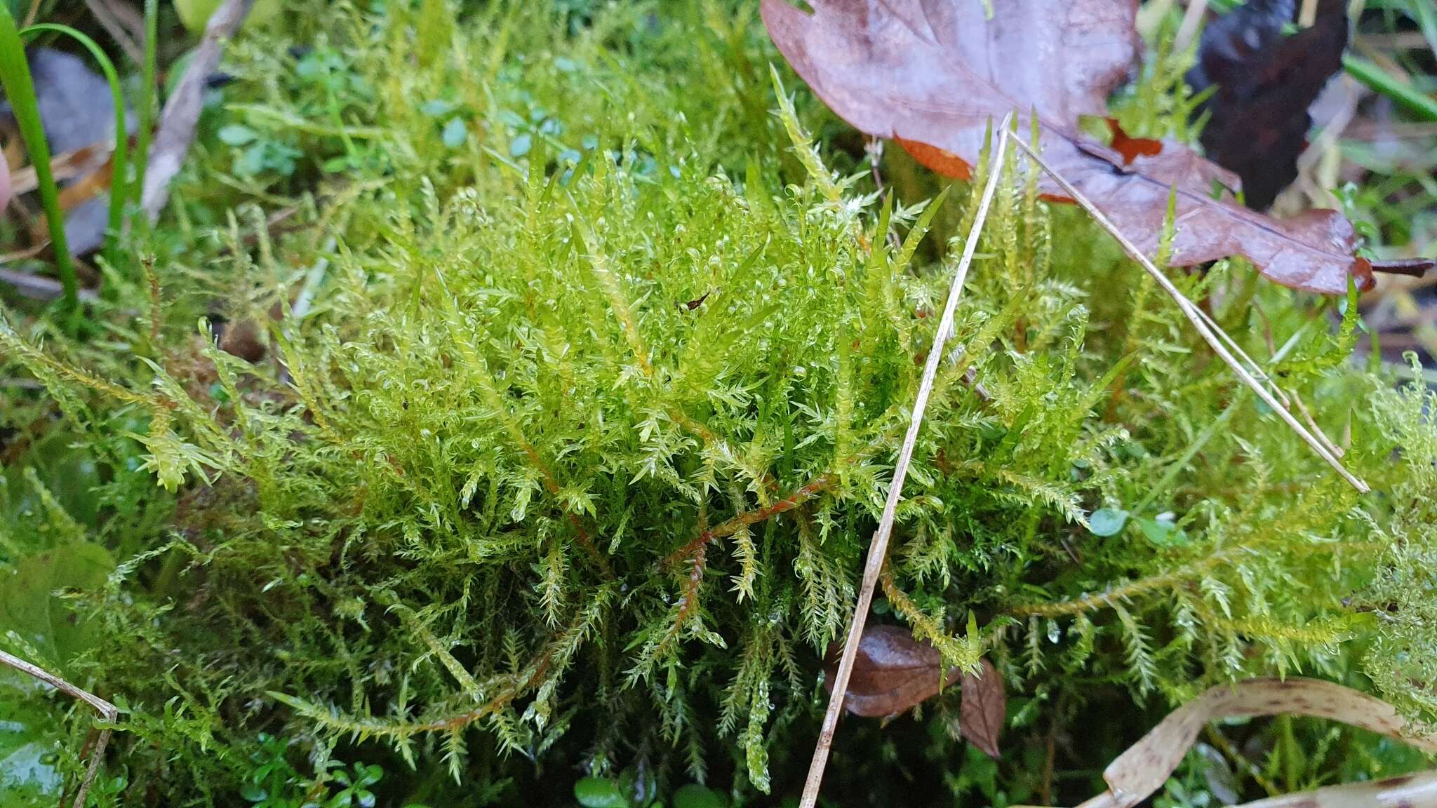 Image of common hook-moss