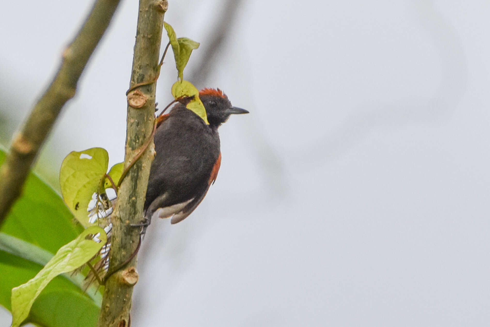 Image of Slaty Spinetail