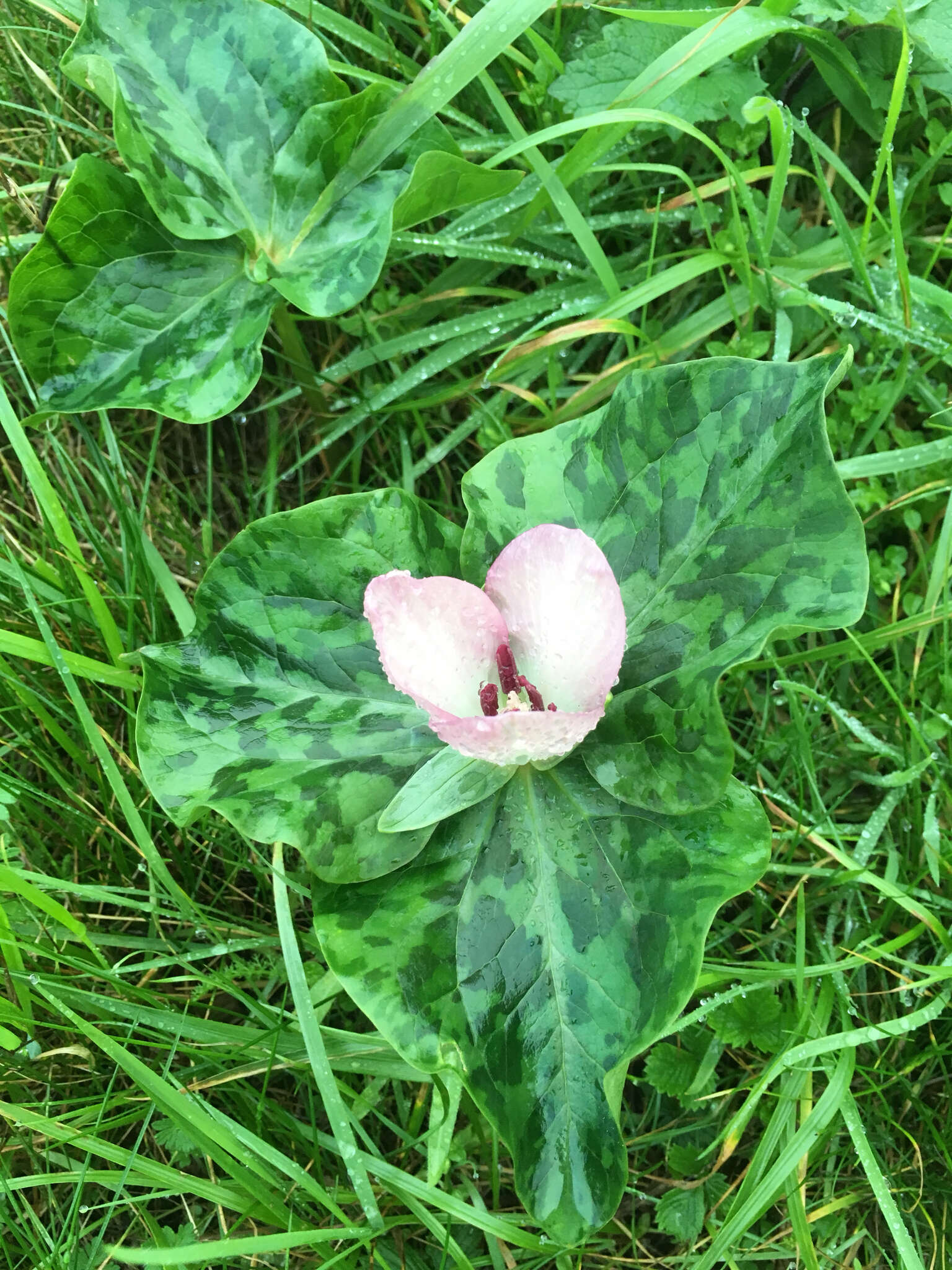 Trillium chloropetalum var. giganteum (Hook. & Arn.) Munz resmi