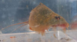 Image of Vernal pool tadpole shrimp