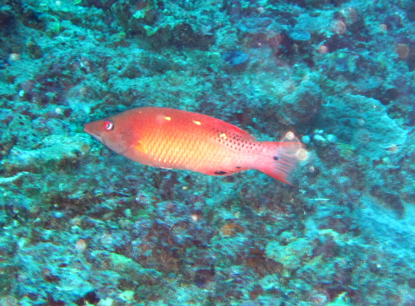 Image of Bodianus diana