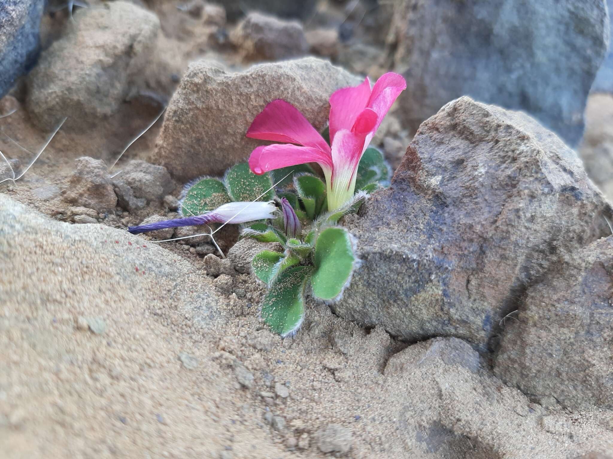 Image of Oxalis melanosticta Sond.