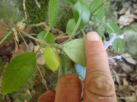 Image of Plectranthus hilliardiae subsp. hilliardiae