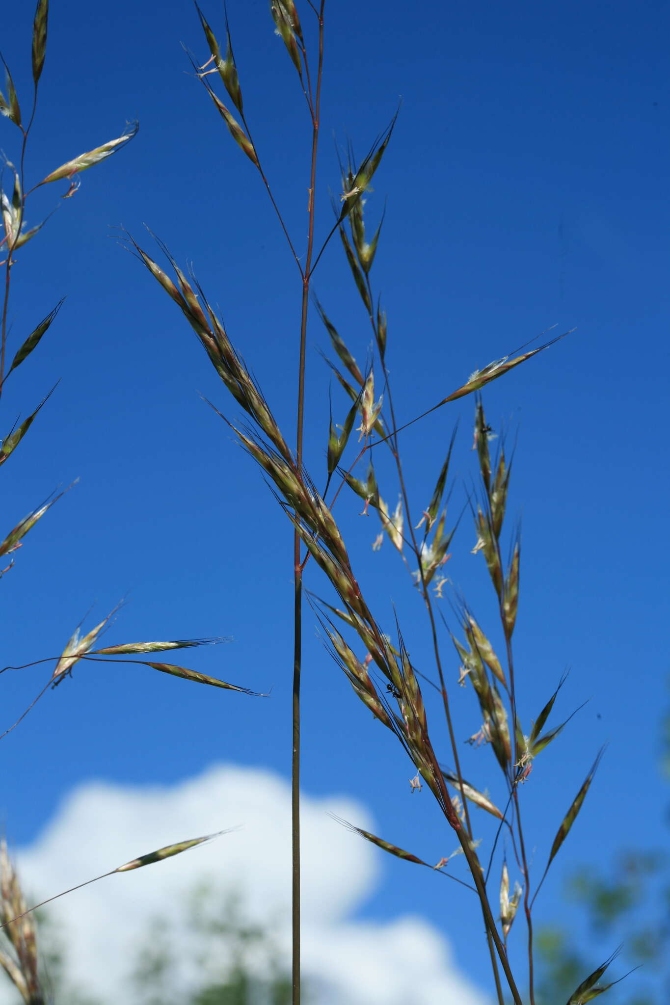 Image of Helictochloa dahurica (Kom.) Romero Zarco