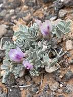 Image of Bicknell's milkvetch