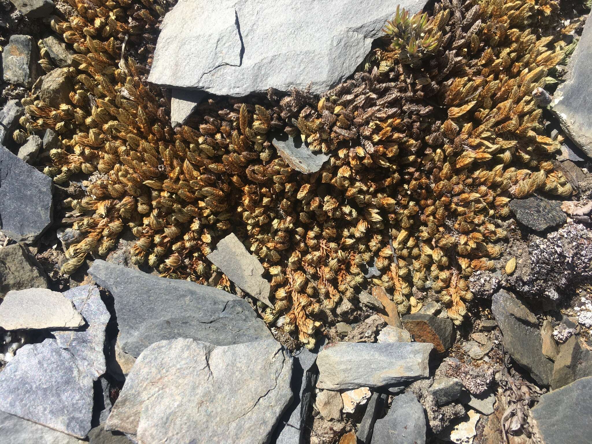 Selaginella densa var. scopulorum (Maxon) R. Tryon resmi