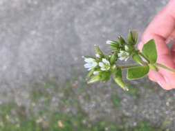 Image of sticky chickweed