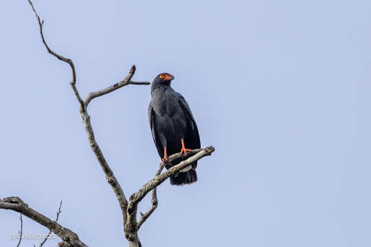 Image of Slate-colored Hawk