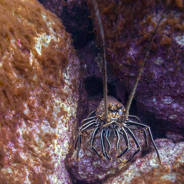 Image of Pronghorn Spiny Lobster