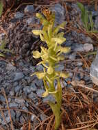 Image of Shortflowered bog orchid