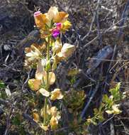 Image of Arizona foldwing