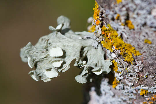 Image of cartilage lichen