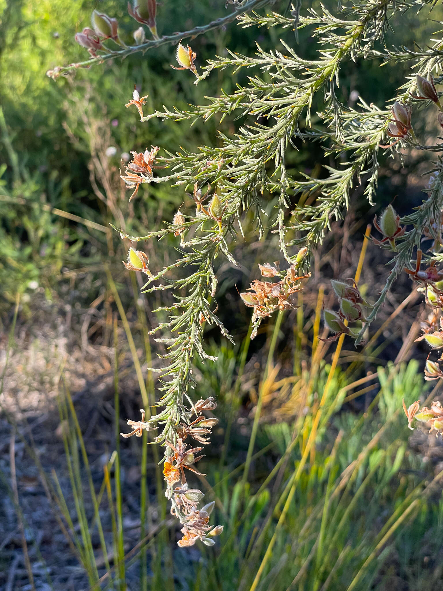 Слика од Jacksonia furcellata (Bonpl.) DC.