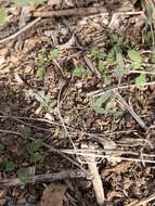 Imagem de Astragalus nuttallianus var. austrinus (Small) Barneby