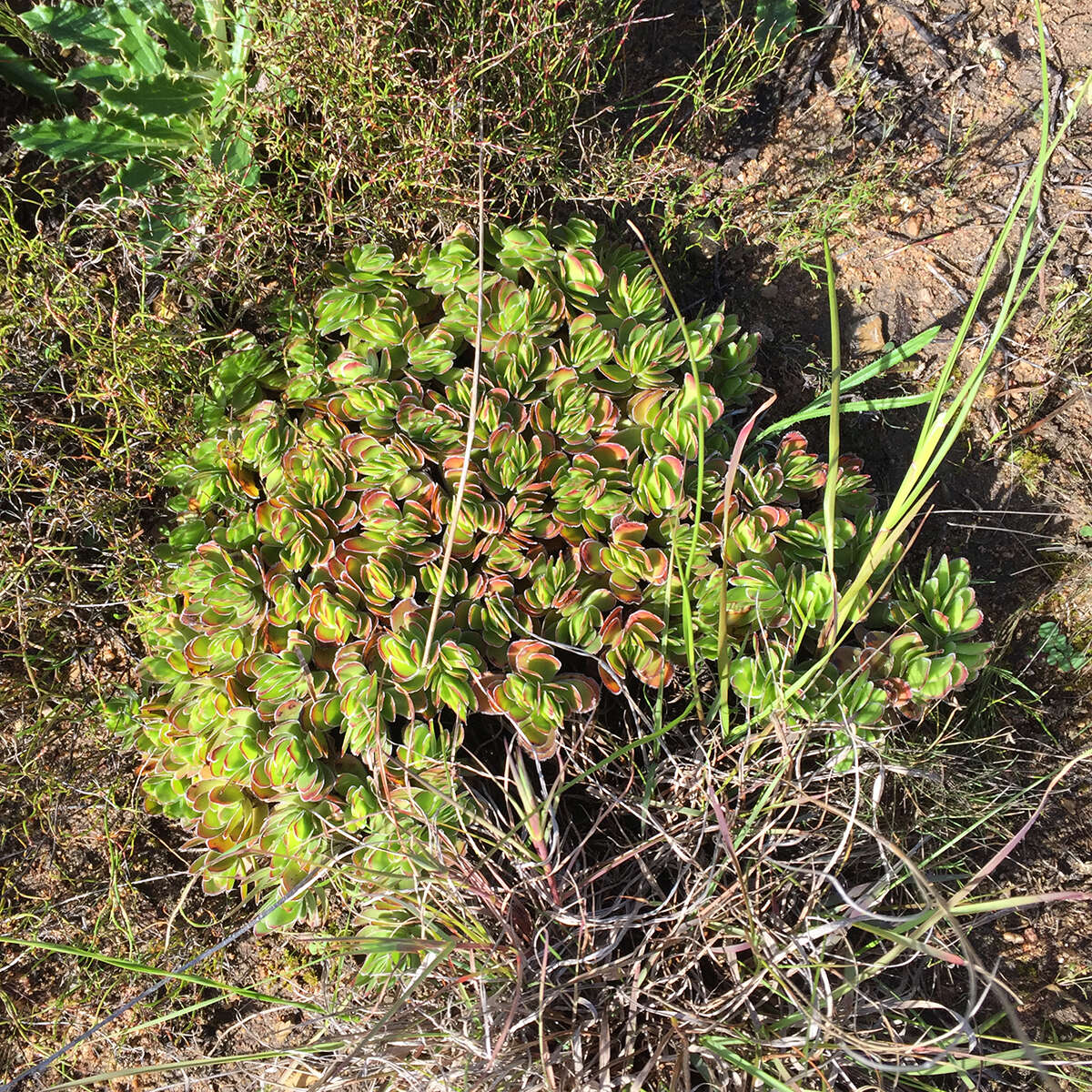 Image of Crassula fallax Friedrich