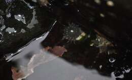 Image of silver-spotted sea anemone